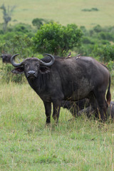 Water Buffalo standing in a meadow with oxpeckers, birds that eat ticks, on its back. Photographed in natural light in Kenya Africa. 