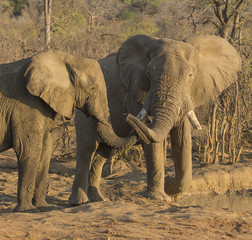 Elephants, Loxodonta, young bulls playing at waterhole in evening sunset, Kruger National Park, South Africa
