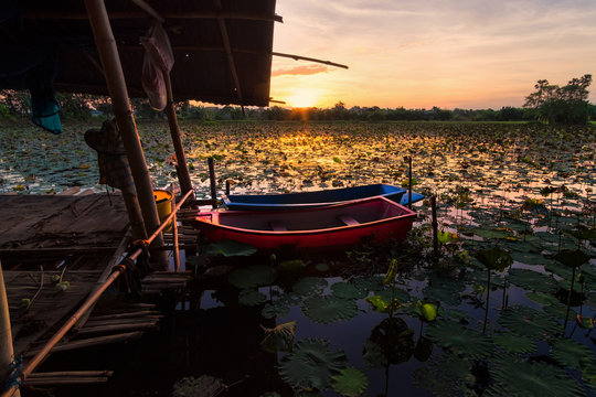  Lotus pond at dawn