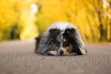 Sheltie dog doing tricks on the road