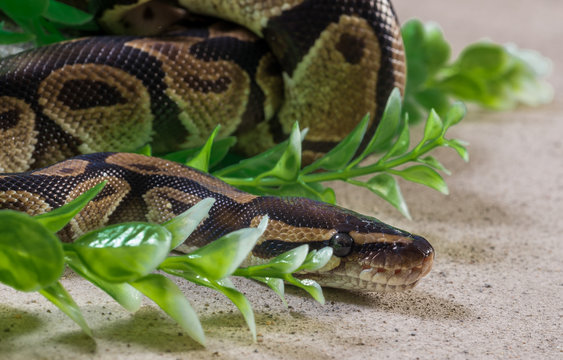 Burmese Python