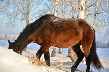 Naklejka premium Horse on snow