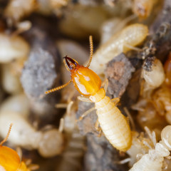 Termites or white ants