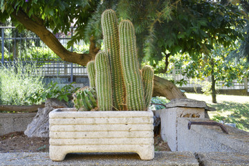 Vaso con piante grasse.