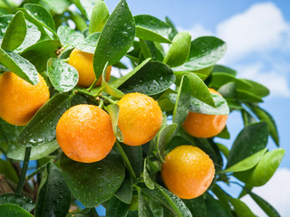  Ripe tangerine fruits on the tree.