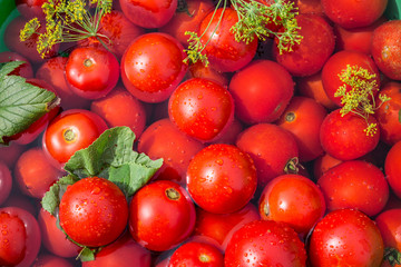 Pickled tomatoes with herbs in the wooden cask.
