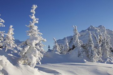 Fototapeta na wymiar Winter landscape. Snow covered spruces
