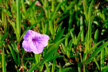 violet flower Ruellia tuberosa green background