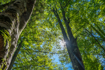 Fototapeta premium Trees and clear sky in the forest