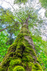 Fototapeta premium Trees and clear sky in the forest