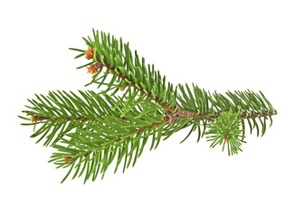Fir tree branch isolated on a white background