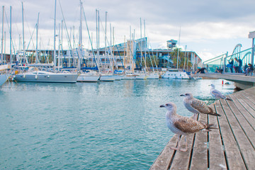 Obraz premium Barcelona, Spain, November 20, 2016 - Seagulls in the harbor on a sunny day in Port Vell of Barcelona