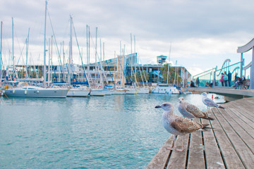 Obraz premium Barcelona, Spain, November 20, 2016 - Seagulls in the harbor on a sunny day in Port Vell