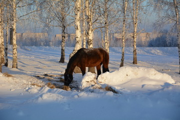  Horse on snow
