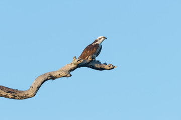 Osprey (Pandion haliaetus). It is a large raptor, reaching more than 60 cm (24 in) in length and 180 cm (71 in) across the wings.