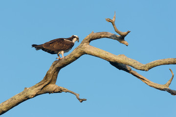 Osprey (Pandion haliaetus). It is a large raptor, reaching more than 60 cm (24 in) in length and 180 cm (71 in) across the wings.