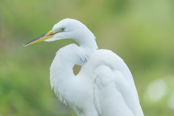 Potrait of the Great egret (Ardea alba).