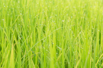 rice plant in farm And morning dew