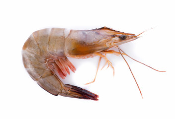 shrimps on white background