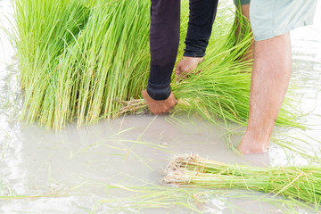 rice plant in farm