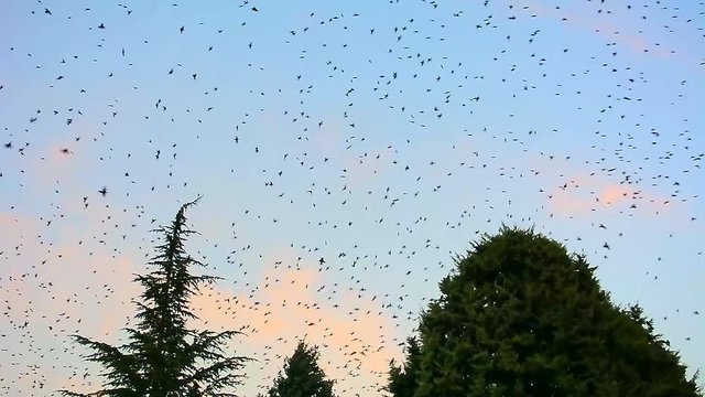Kenti İstila Eden Minik Kuşlar,