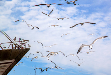 Saegulls flying over old port in Essaouira