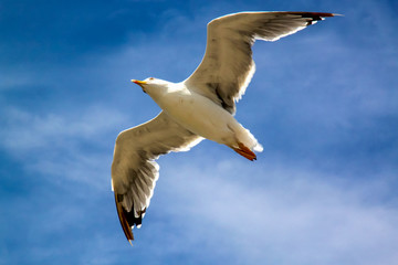 Seagull in flight