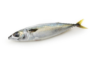 鯖　Mackerel