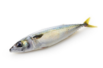 鯖　Mackerel