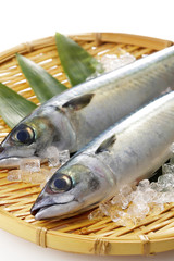 鯖　Mackerel