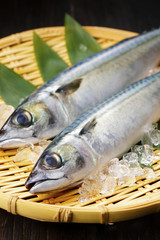 鯖　Mackerel