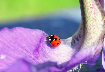 little red ladybug crawling on a flower petal iris