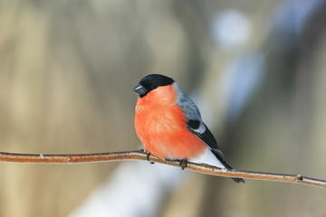 beautiful red bullfinch sitting in the Park in the winter