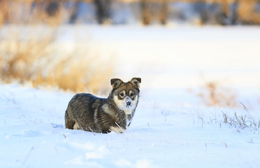 funny puppy playing in the snow stain nose