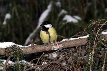 Tits on a winter evening 