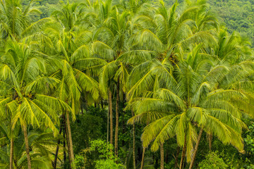 Coconut Trees, India