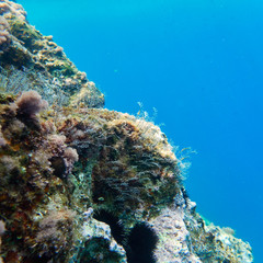 colorful reef and blue-green sea, underwater scene
