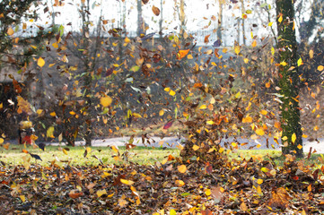 Falling leaves, Wind Blows Away the Autumn Leaves

