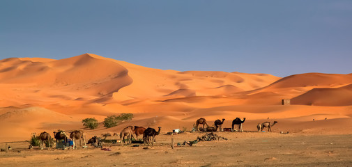 Fototapeta na wymiar Camels at the dunes