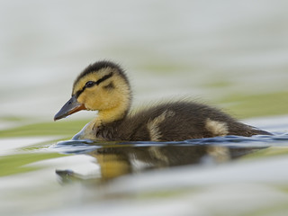 little duck