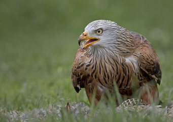 red kite