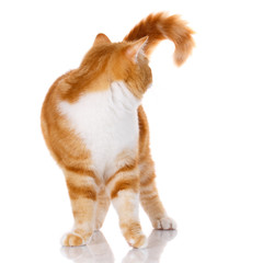 cat standing on white background turn back from his head