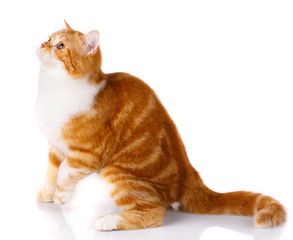 Scottish straight cat sitting sideways and View upwards