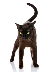black cat burmese standing on a white background