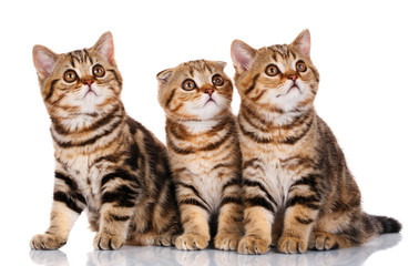 Scottish kittens sitting on white background