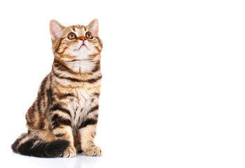 cat Scottish Straight sitting isolated on white