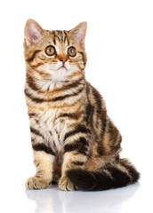 Obraz premium Szkocki zwisłouchy kociak siedzi na białym tle