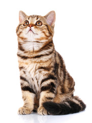 Obraz premium cat Scottish Straight sitting isolated on white