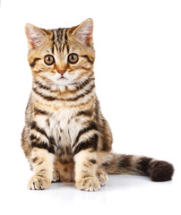 Obraz premium Scottish Straight kociak siedzi na białym tle