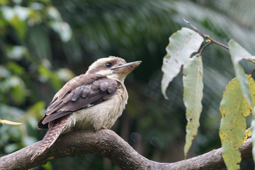 Kookaburra